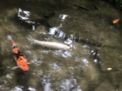 Cyprinus rubrofuscus