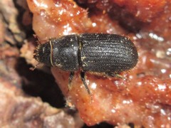 Dendroctonus terebrans