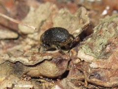Dendroctonus terebrans