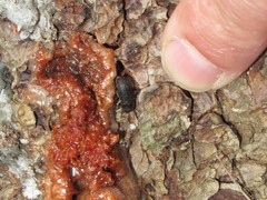 Dendroctonus terebrans