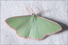Chlorocoma cadmaria