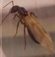 Camponotus inaequalis