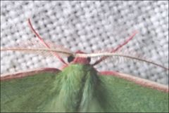 Chlorocoma cadmaria