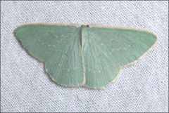 Chlorocoma melocrossa