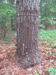 Dendroctonus terebrans