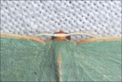 Chlorocoma melocrossa