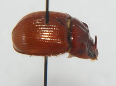 Bolboceratinae