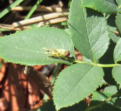 Odontomyia cincta