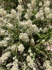 Ceanothus palmeri