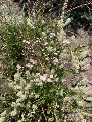 Ceanothus palmeri