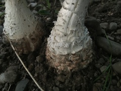Amanita multisquamosa