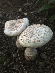 Amanita multisquamosa