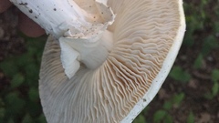 Amanita multisquamosa