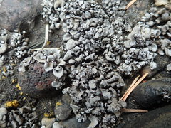 Dermatocarpon reticulatum