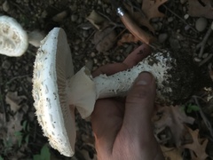 Amanita multisquamosa