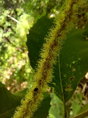 Castanea ozarkensis