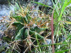 Astrophytum ornatum