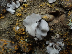 Dermatocarpon reticulatum