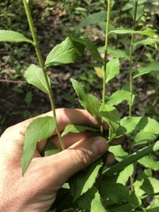 Solidago ulmifolia palmeri