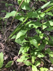 Solidago ulmifolia palmeri