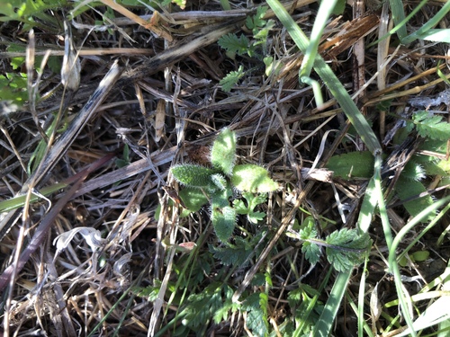 iNaturalist observation photo of Dicots