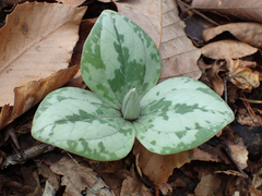 Trillium decumbens