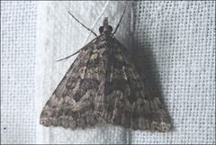 Dichromodes diffusaria