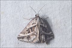 Dichromodes stilbiata