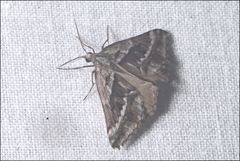 Dichromodes stilbiata