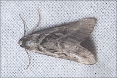 Dichromodes stilbiata