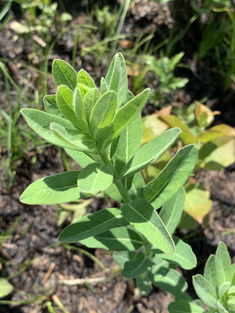 Kalm's St. John'swort from Necedah National Wildlife Refuge, Necedah, WI, US on June 09, 2021