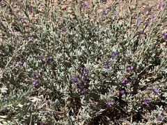 Penstemon californicus