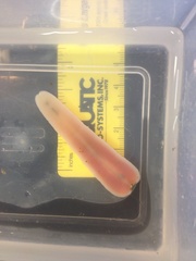 Cerebratulus lacteus