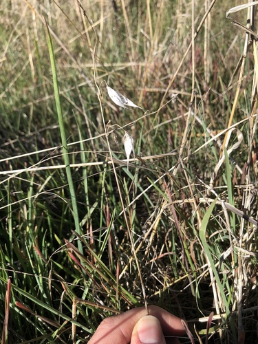 iNaturalist observation photo of flowering plants