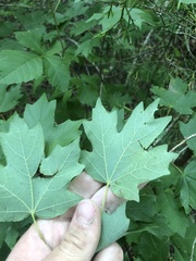 Acer leucoderme