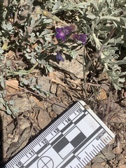 Penstemon californicus