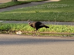 Meleagris gallopavo