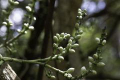 Gnetum luofuense