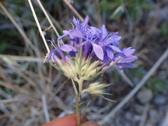 Eriastrum densifolium