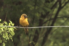 Icterus wagleri