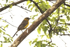 Icterus wagleri