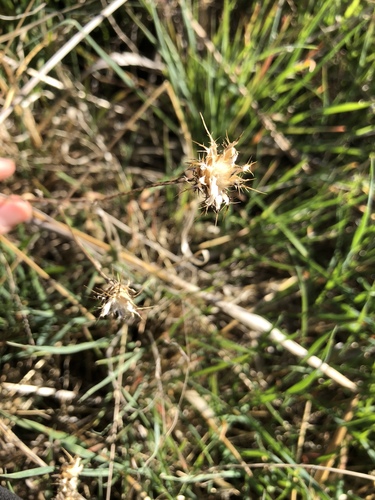 iNaturalist observation photo of Plants