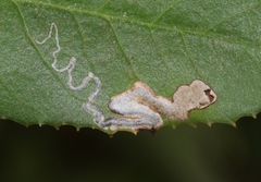 Stigmella heteromelis