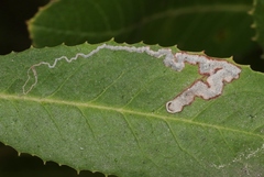 Stigmella heteromelis