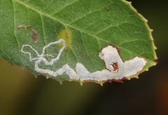 Stigmella heteromelis