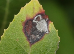 Stigmella heteromelis