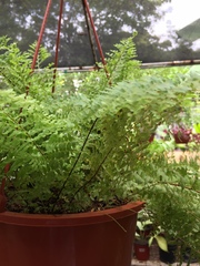Nephrolepis exaltata