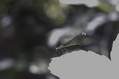 Heliocypha perforata