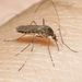 Aedes washinoi - Photo (c) James Bailey,  זכויות יוצרים חלקיות (CC BY-NC), הועלה על ידי James Bailey
