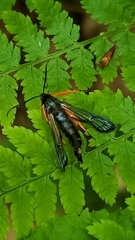 Synanthedon fulvipes